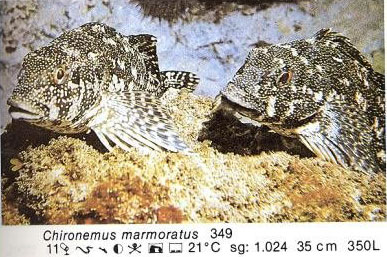 Chironemus marmoratus
